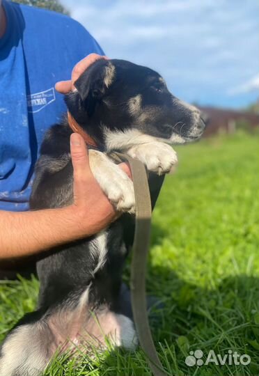 Щенок девочка в добрые руки