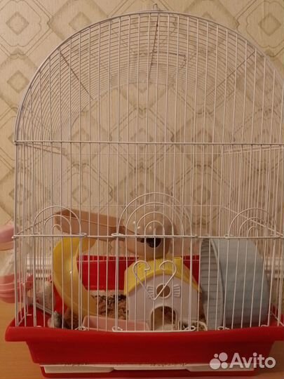 Джунгарский хомяк с клеткой