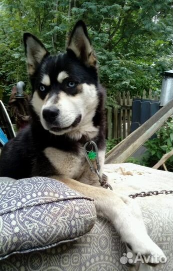 Метис хаски девочка 3 г