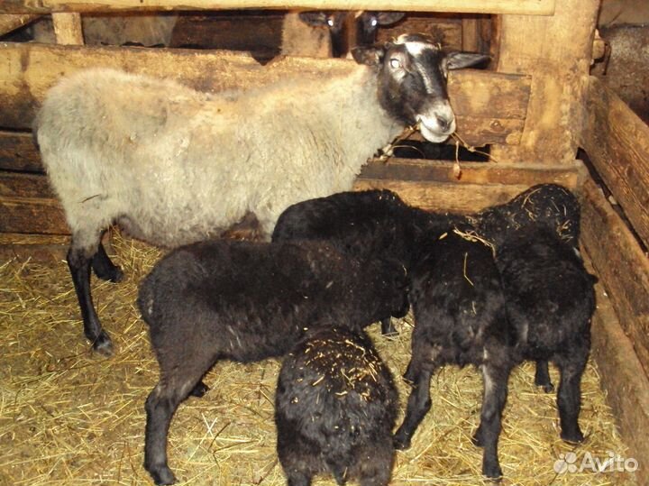 Ягнята романовской