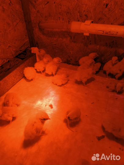 Птенцы Техасских перепелов (утяжеленные)