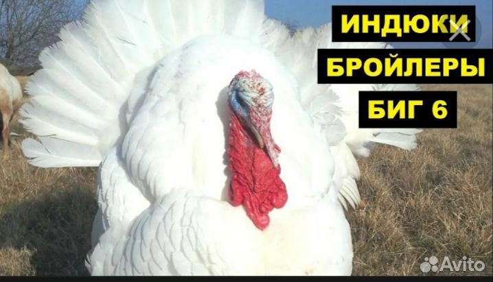 Индейка бройлерная Биг -6