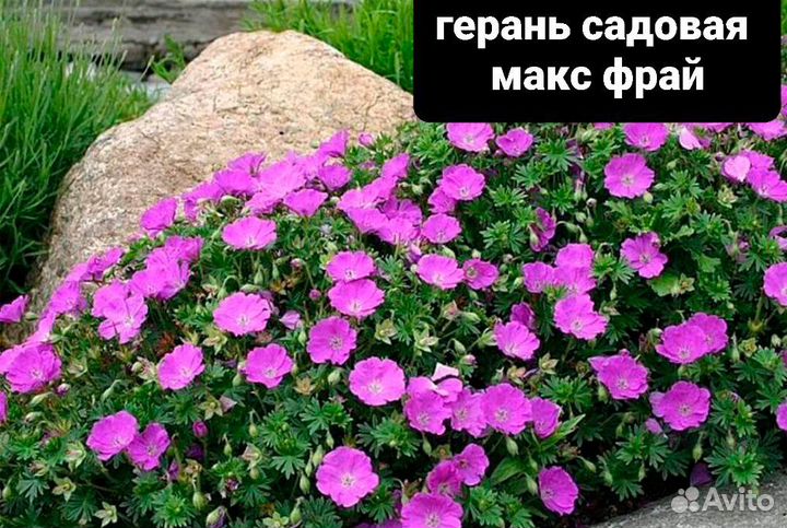 Герань садовая и другие цветы.сдэк и почта