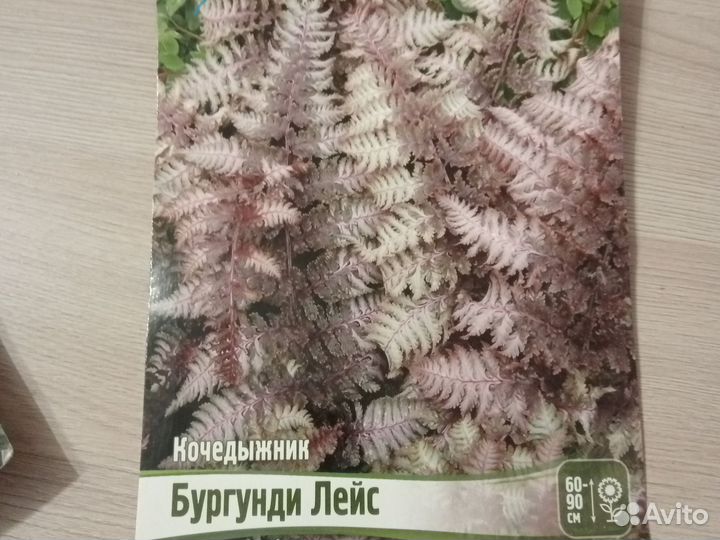 Кочедыжник