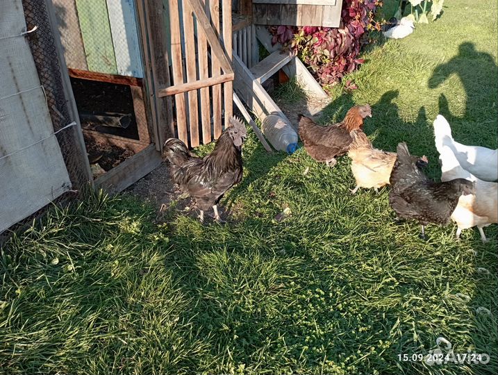 Петух аям чемани