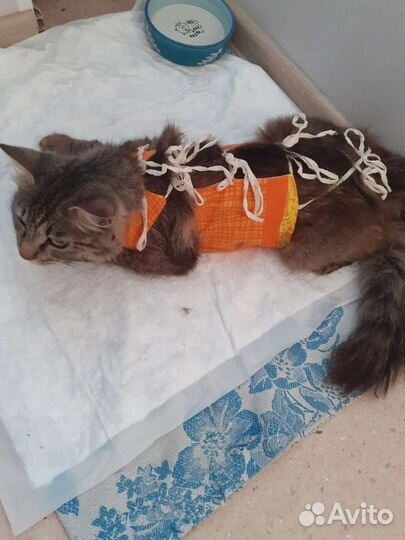 Кошечка в добрые руки