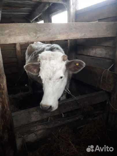 Корова стельная дойная