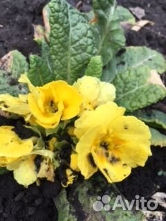 Садовые цветы