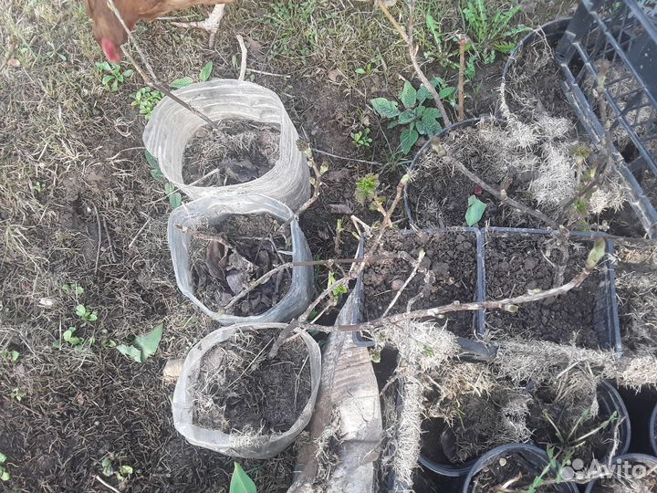 Крыжовник саженцы