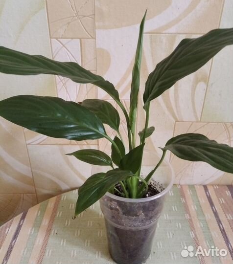 Продам цветы комнатные