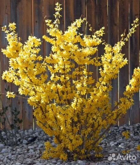 Форзиция саженцы с закрытой корневой