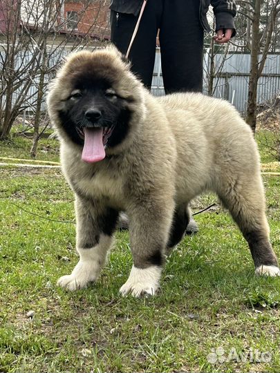 Кавказская овчарка