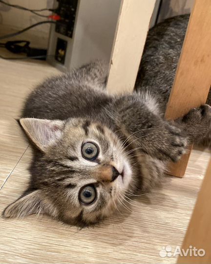 Котёнок в добрые руки (девочка)