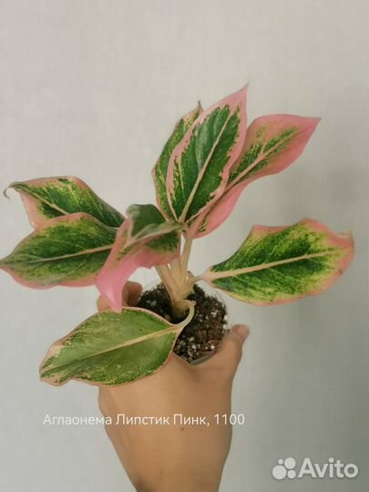 Аглаонемы, диффенбахия, церопегия