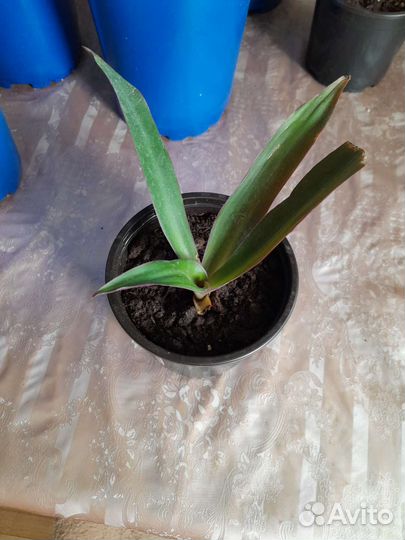 Сансевиерия