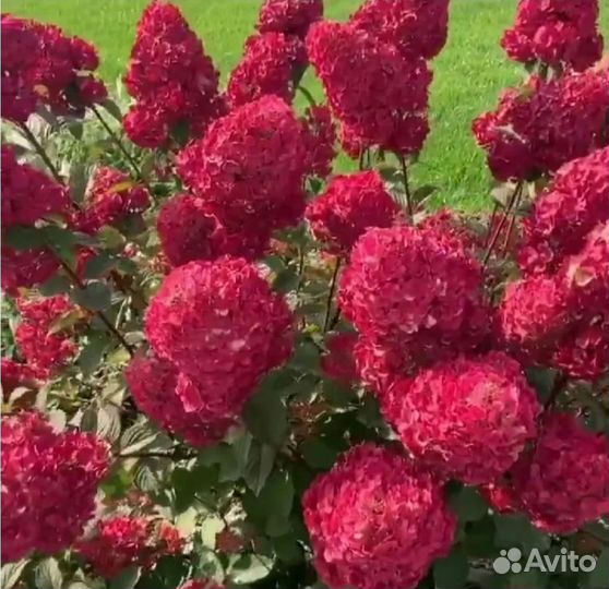 Гортензии метельчатые более 40 сорто