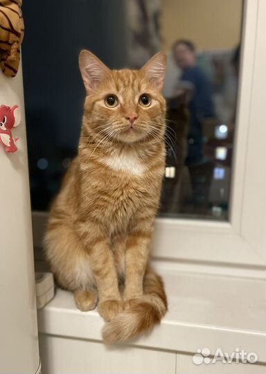 Передержка животных на дому