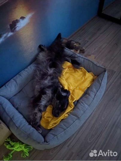 Лежанка для собак и кошек