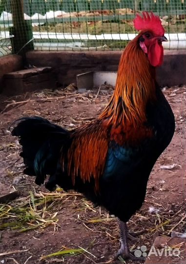 Молодой петух Московская черная