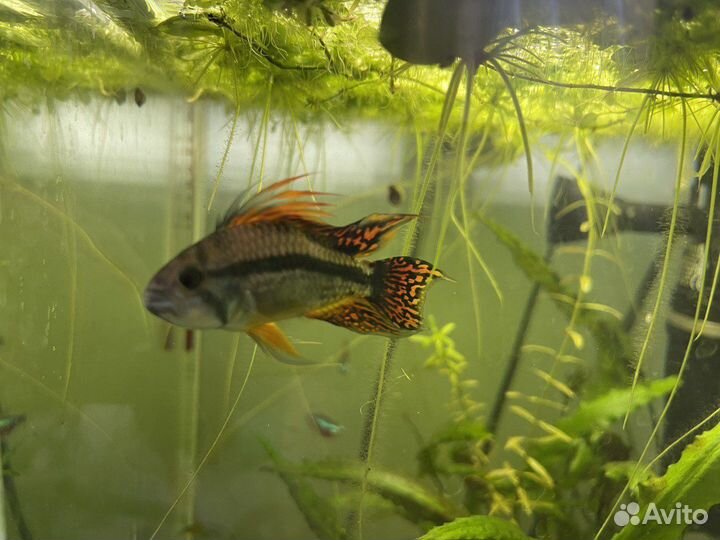 Апистограмма какаду