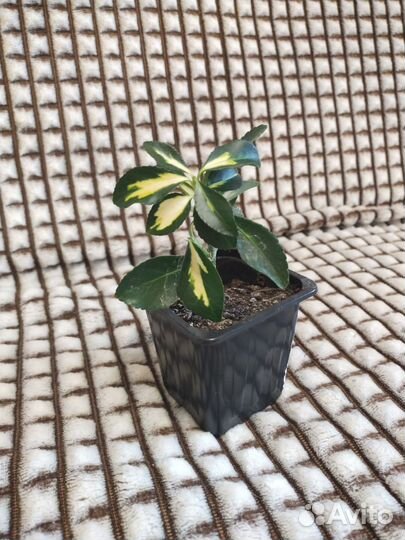 Граптофиллум