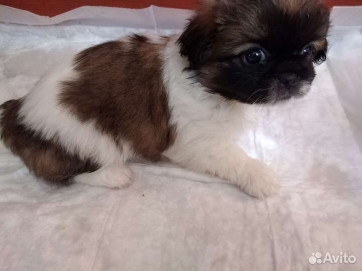 Щенки пекинеса