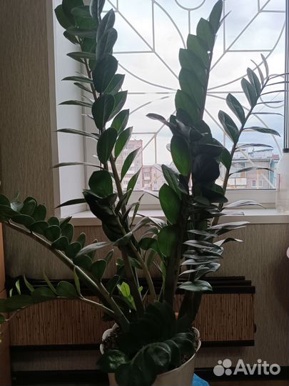 Замиокулькас