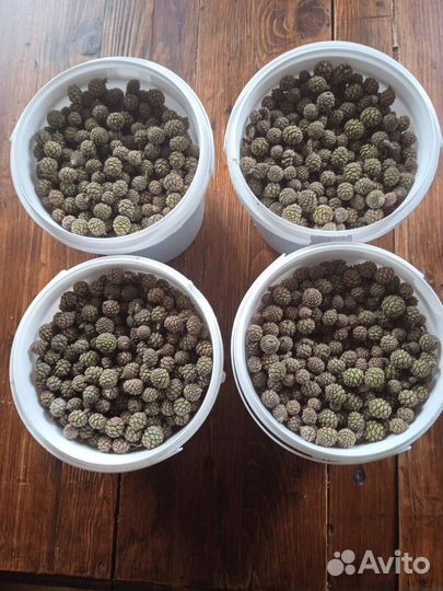 Сосновая шишка молодая