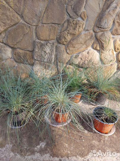 Овсяница сизая