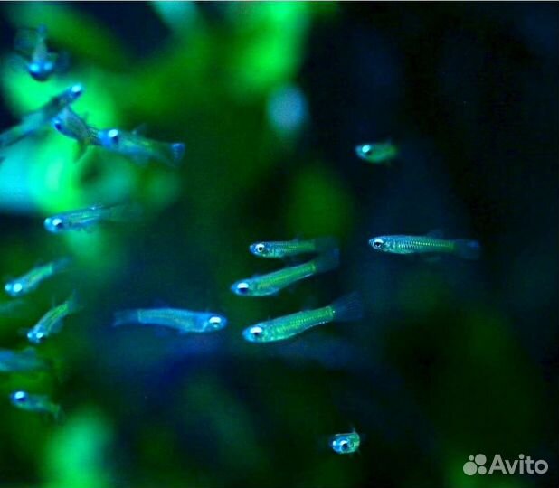 Тетра Фонарик, Королевская чёрная, Голубоглазка