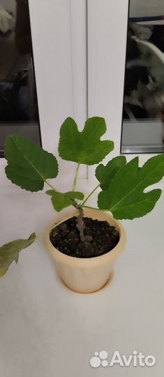 Инжир домашний плодоносящий