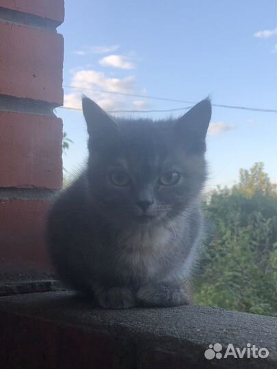 Котёнок бесплатно