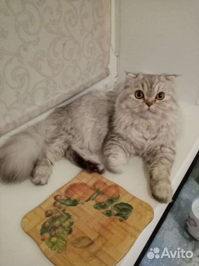 Шотландский кот вязка