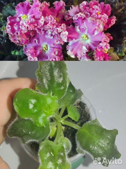 Детки сортовых фиалок