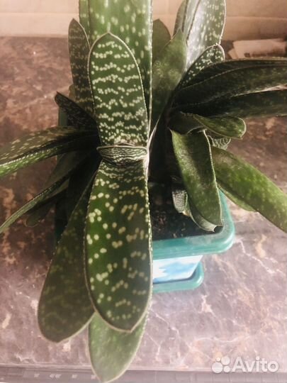 Гастерия суккулент.Каменная роза