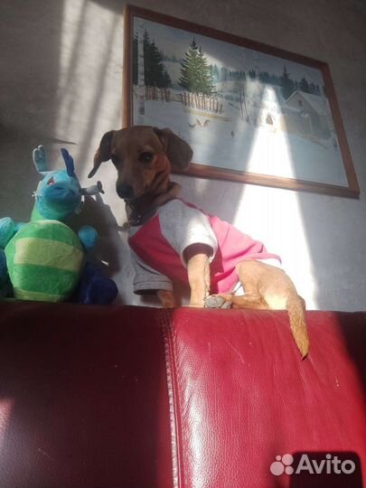 Передержка. Зоогостиница