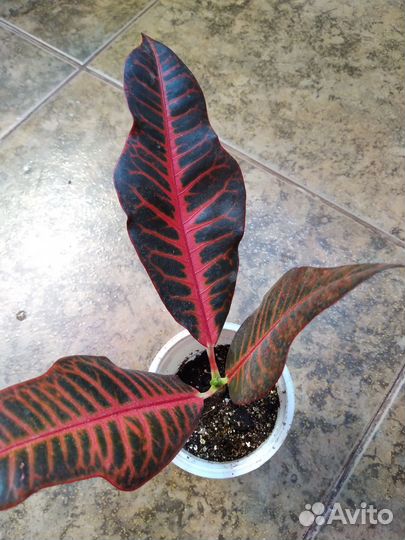 Ком. цветы плектрантус 4 сор. КРОТОН шефлера