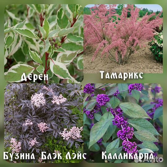 Красивоцветущие кустарники Лаванда