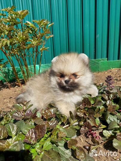 Девочки шпицы РКФ