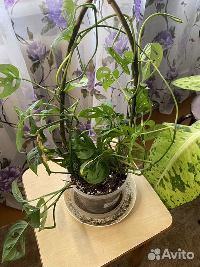 Филодендрон, монстера