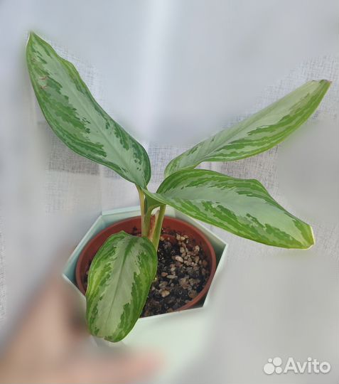 Аглаонема Сильвер Бей