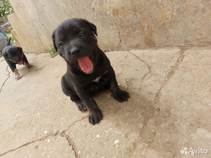 Щенки кане корсо