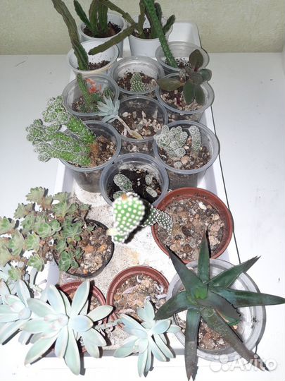 Кактусы и суккуленты