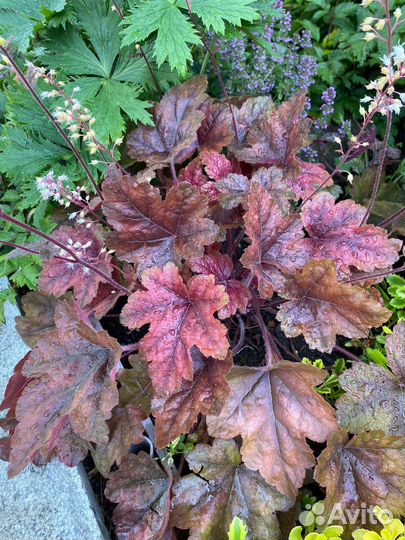 Гейхера сортовая