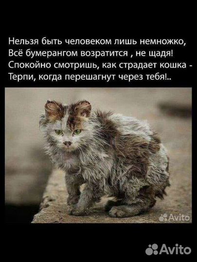 Котики поддержите стерелезацию котеечек