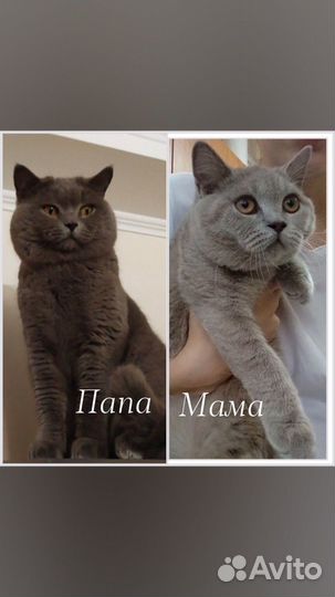 Британские котята