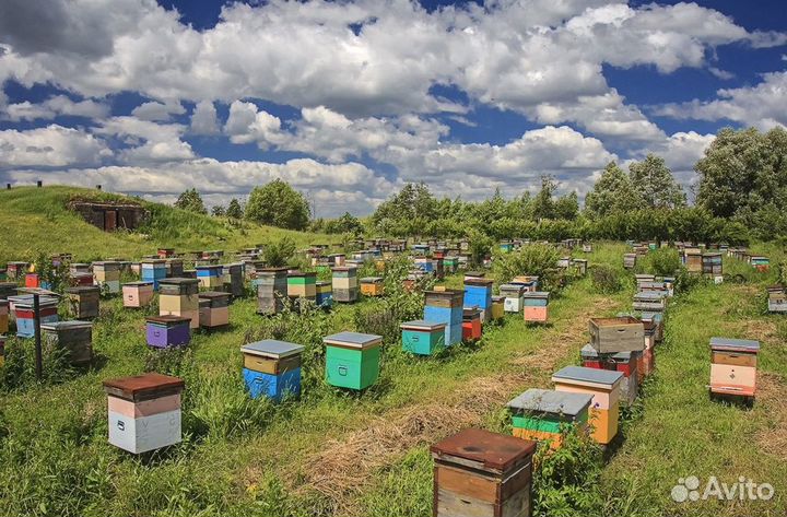 Мёд натуральный с Алтая оптом