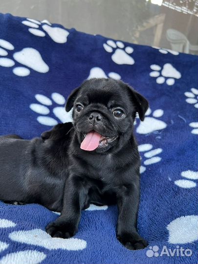 Щенки мопса черные