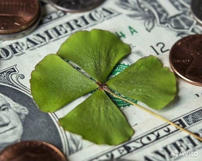 Менеджер маркетплейсов (wildberries,ozon,яндекс)