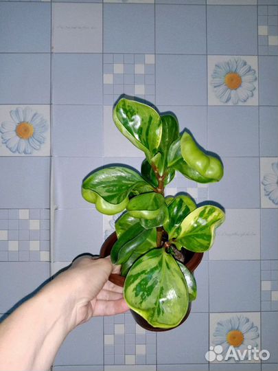 Пепперомия вар.